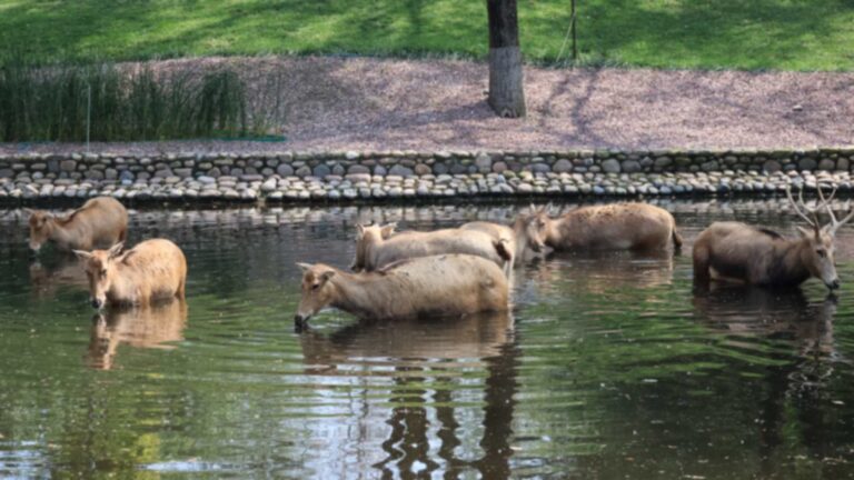 Milu deer, including an antlered stag, wading and drinking in a pond at Beijing Wildlife Park in China