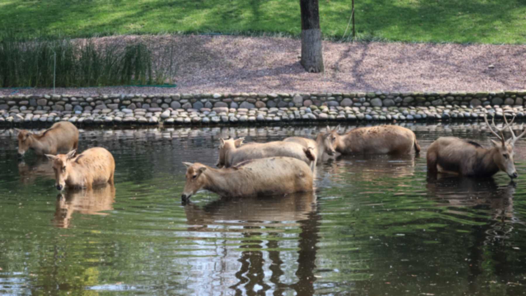 Milu deer, including an antlered stag, wading and drinking in a pond at Beijing Wildlife Park in China