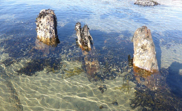 Wooden ship frames of the Mjønes shipwreck sticking out of shallow water