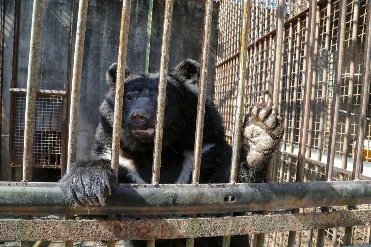 A moon bear resting its paws on the rusty bars of a cage at a bear bile farm in South Korea