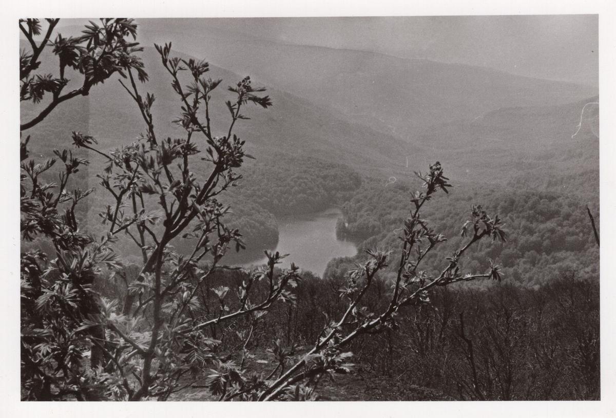 Black-and-white 1977 photo of Morské Oko seen from a hillside through young tree branches
