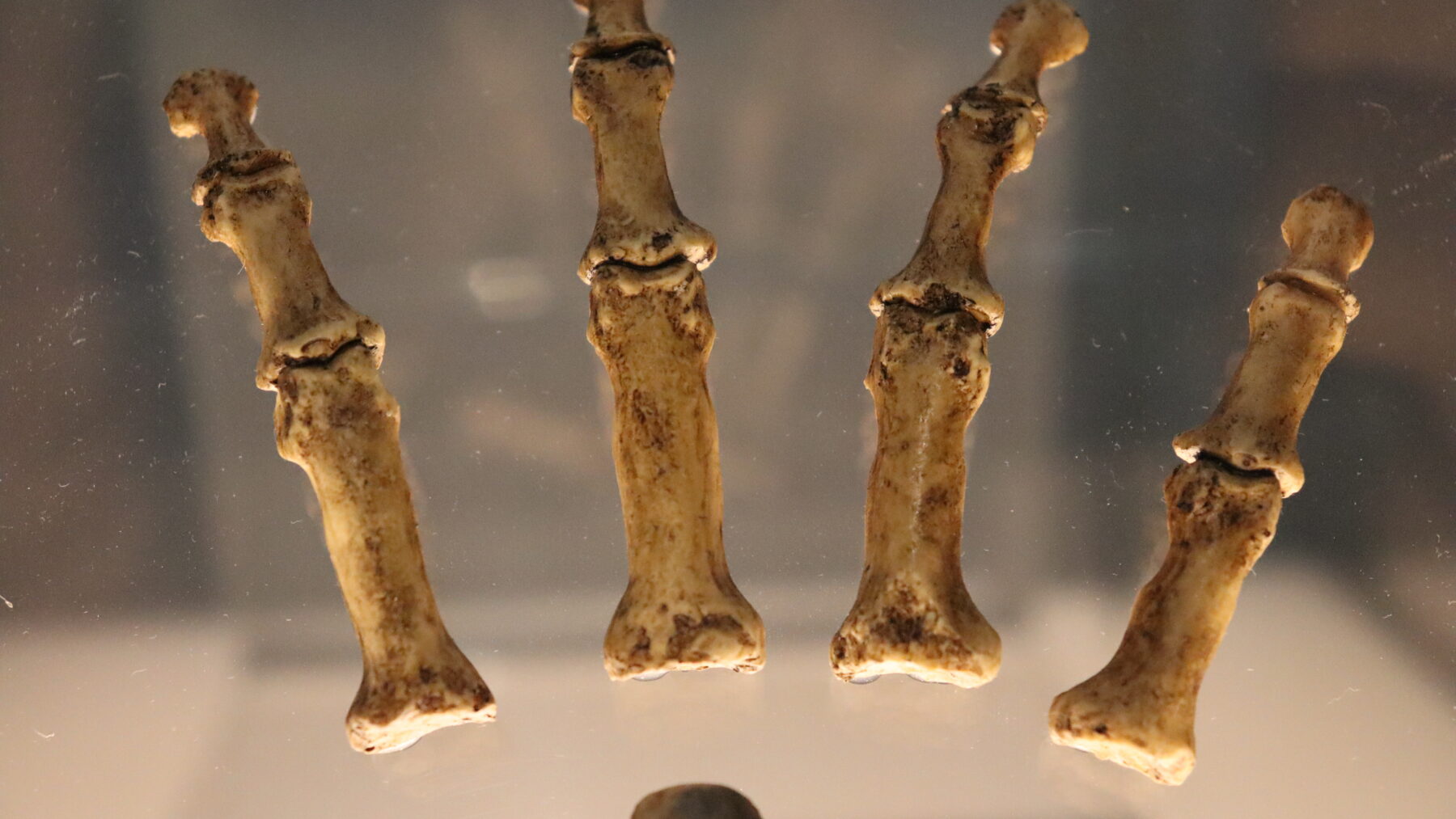 Close-up of four long Neanderthal hand bones fanned out in a lit museum display case