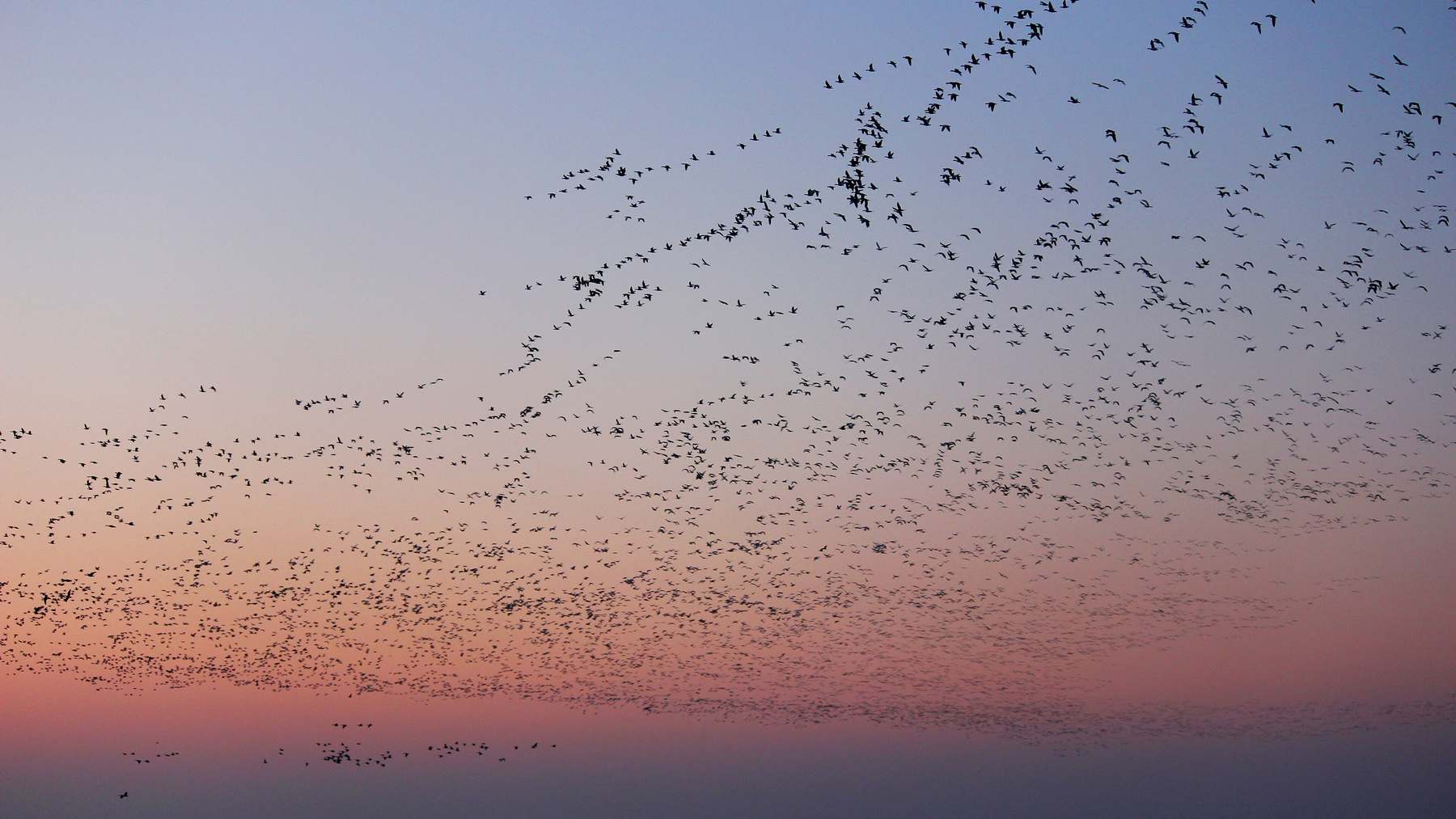 A sky full of snow geese during bird migration