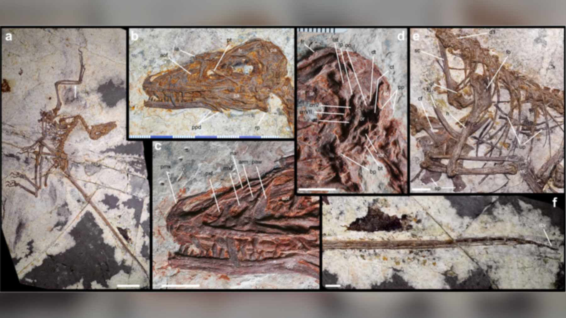 Fossil skeleton of the four-winged dinosaur Norellraptor barsboldi with close-up panels
