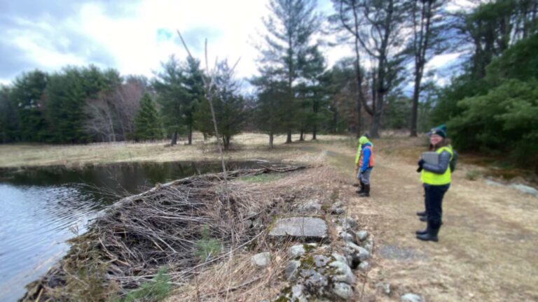 northampton pine grove beaver dam pond april 2026