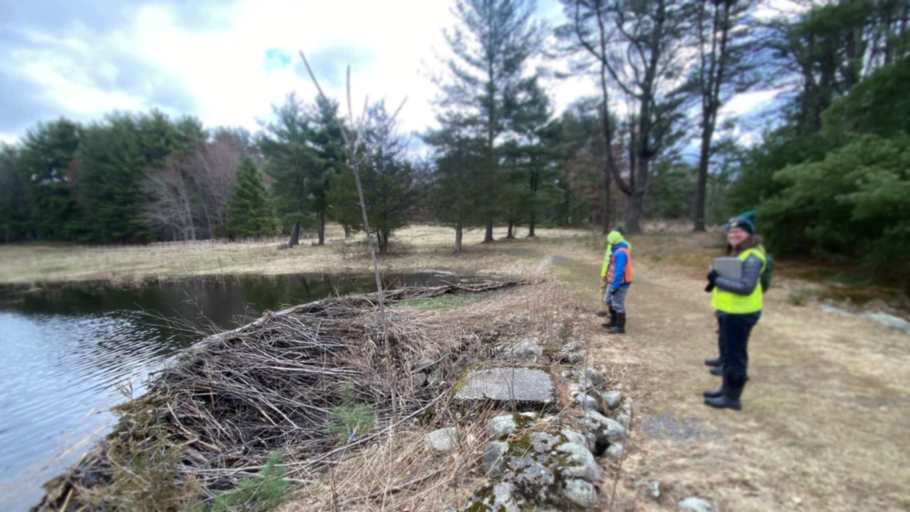 Beaver dam of sticks holding back a pond on the former Pine Grove Massachusetts golf course in Northampton