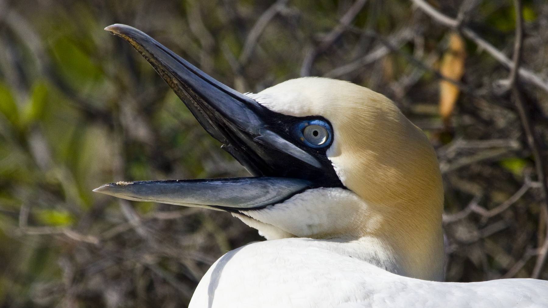 Close-up of a northern gannet, one of the plunge-diving seabirds, showing its long pointed beak and pale yellow head