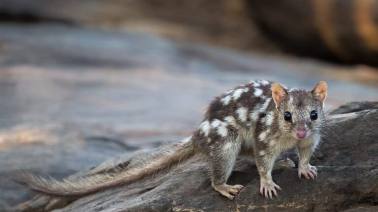 northern quoll rocky outcrop kimberley