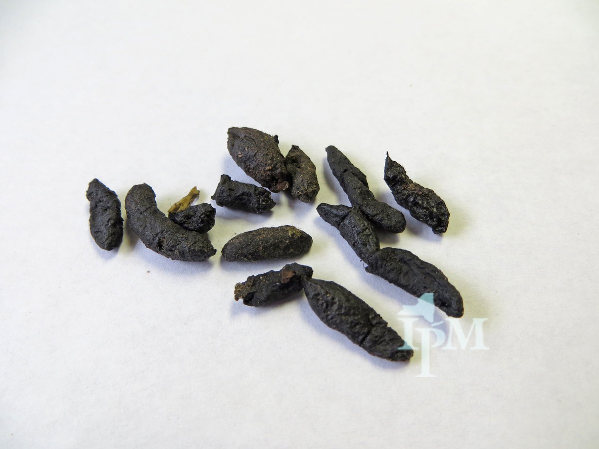 Norway rat droppings on a white surface, for comparison with hedgehog poop