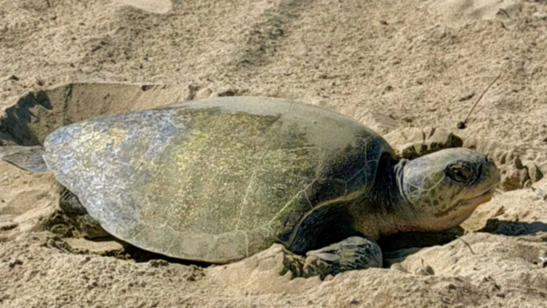 An olive ridley sea turtle resting in the sand beside its nest near Seal Beach, California