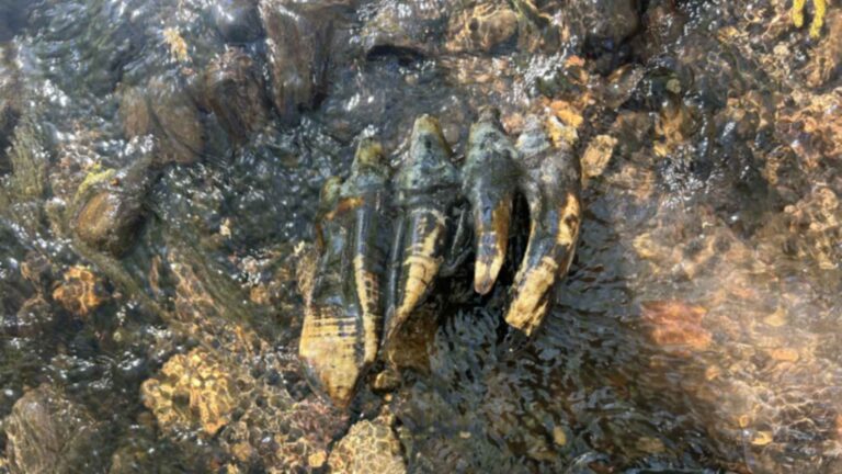 Pacific mastodon molar lying in the shallow water of a San Mateo County creek