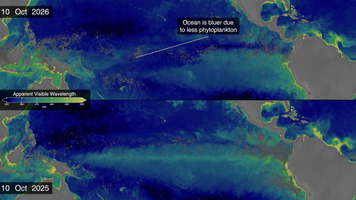 NASA PACE maps of apparent visible wavelength in the tropical Pacific on October 10, 2026 and October 10, 2025, with bluer equatorial water in 2026