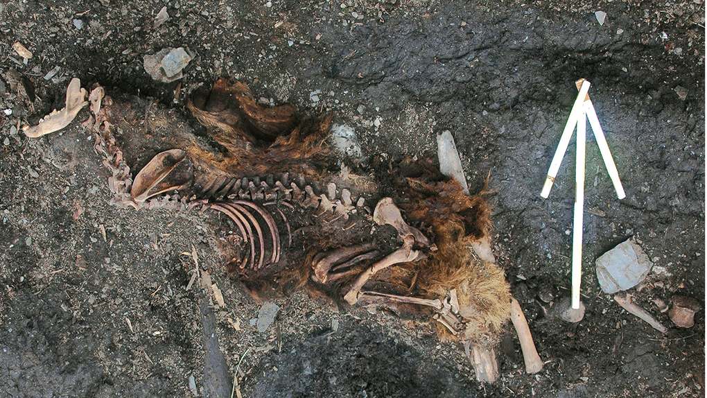 Ancient sled dog burial at Paipelghak in Chukotka, with the dog's skeleton and fur preserved by permafrost next to a folding measuring stick