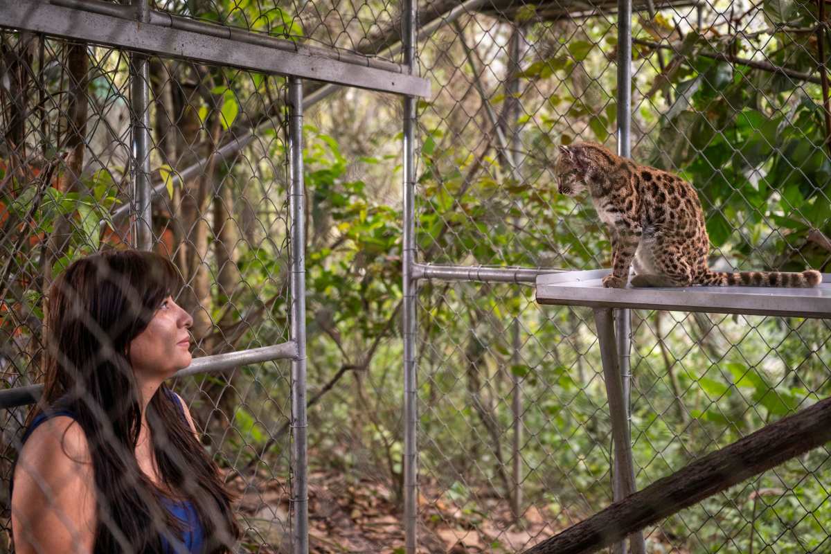 A biologist observes a small spotted wild cat at a wildlife sanctuary