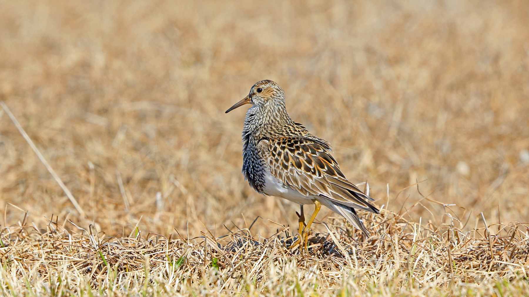 A streaked brown shorebird standing on dry grass