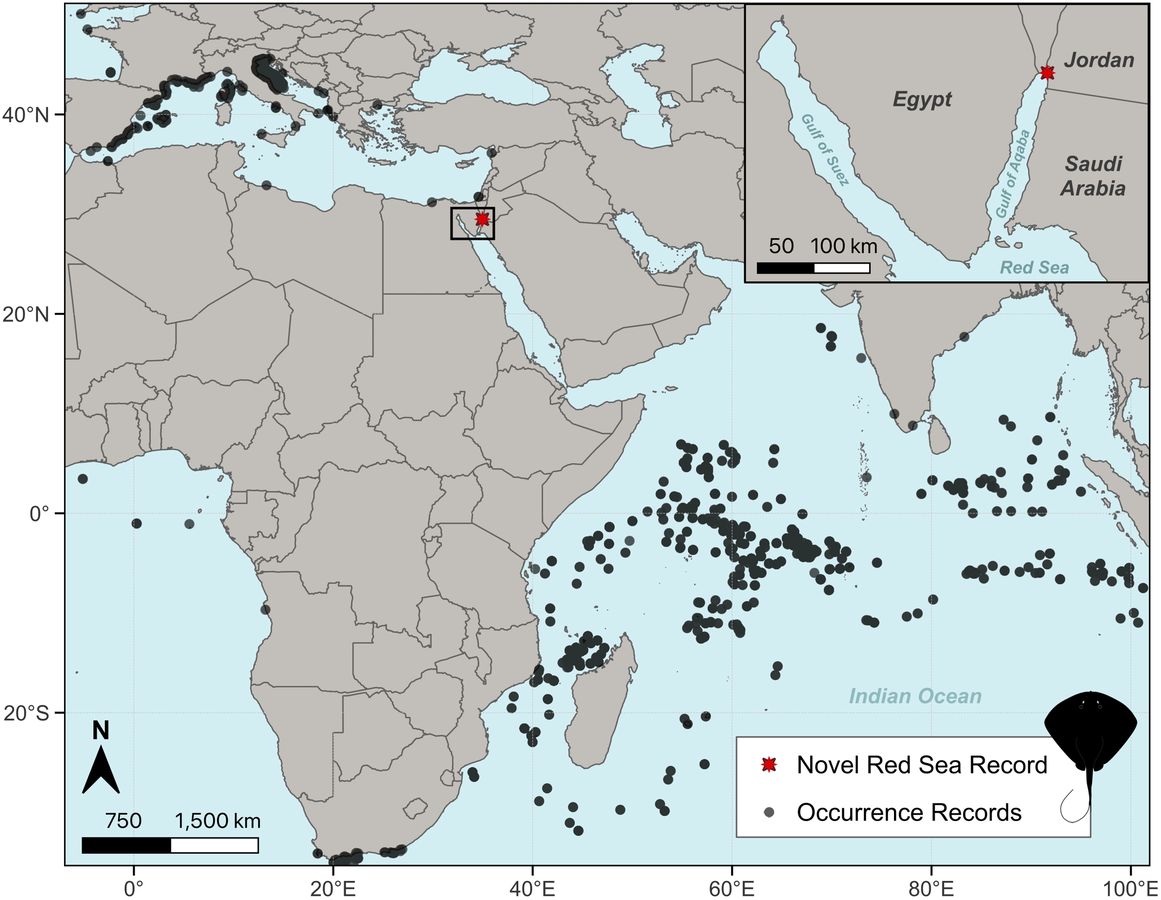 Map of pelagic stingray records in the Mediterranean and Indian Ocean with the new Red Sea record marked in the Gulf of Aqaba
