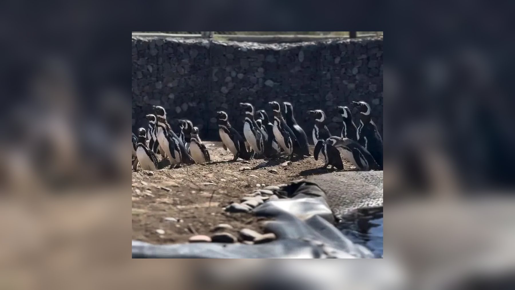 Magellanic penguins from Mar del Plata standing together in their new enclosure at Bubalcó, Río Negro