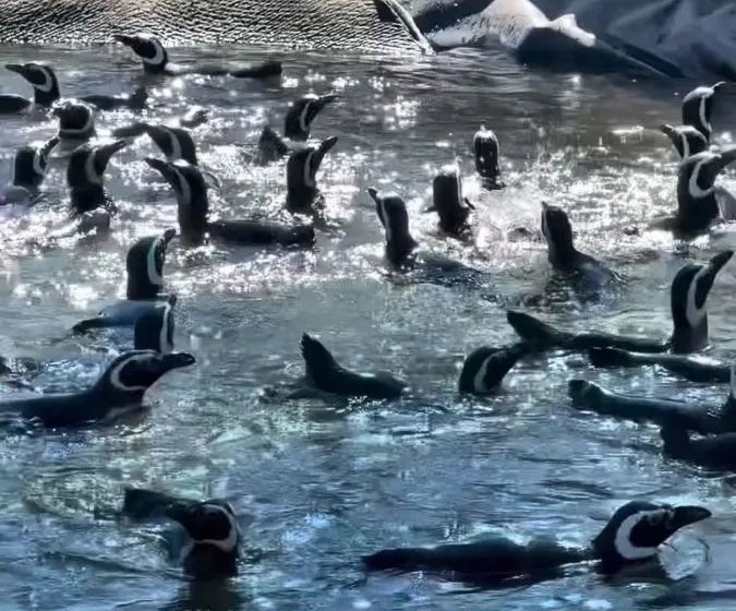 Dozens of Magellanic penguins swimming at the Bubalcó wildlife refuge