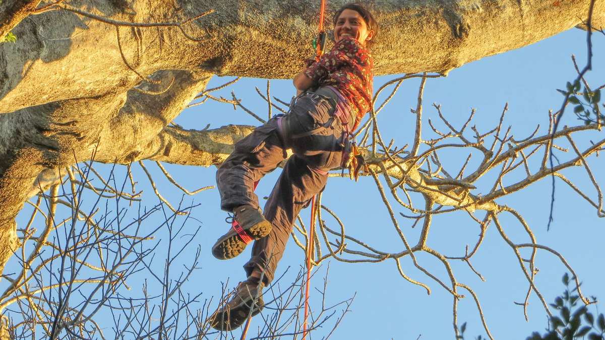 Botanist Nisa Karimi hangs from a climbing rope in the branches of a baobab in Madagascar during research on a resurrected baobab species