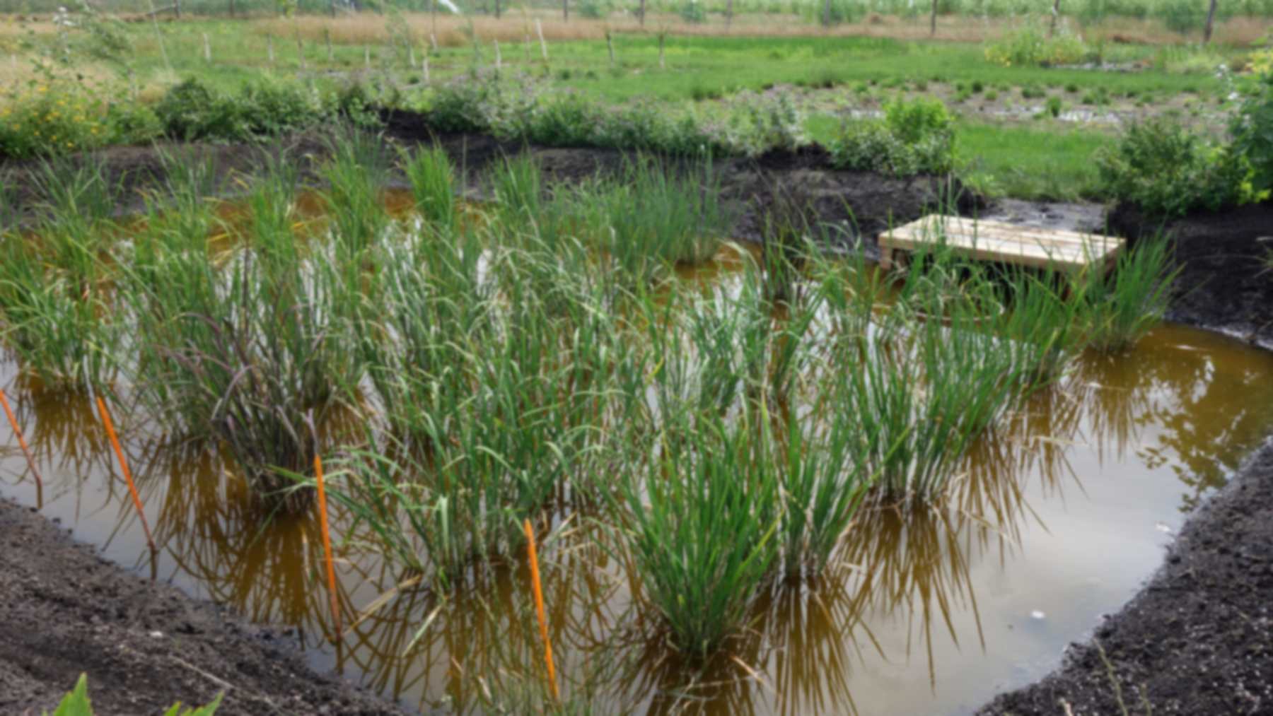 Scientists grew the UK’s first rice crop in four flooded paddies near Ely during the record-breaking summer of 2025, and the trial could help farmers keep the Fens’ peat soils wet