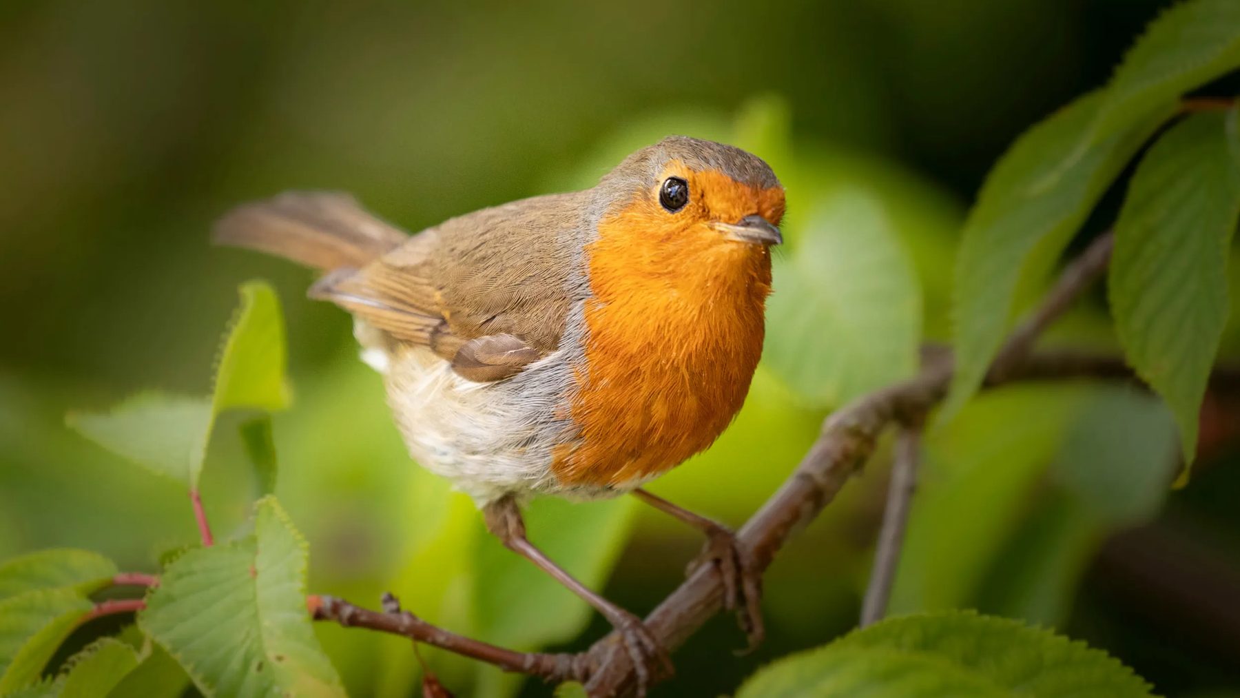 UK robins: an adult European robin with an orange-red breast perched on a leafy branch