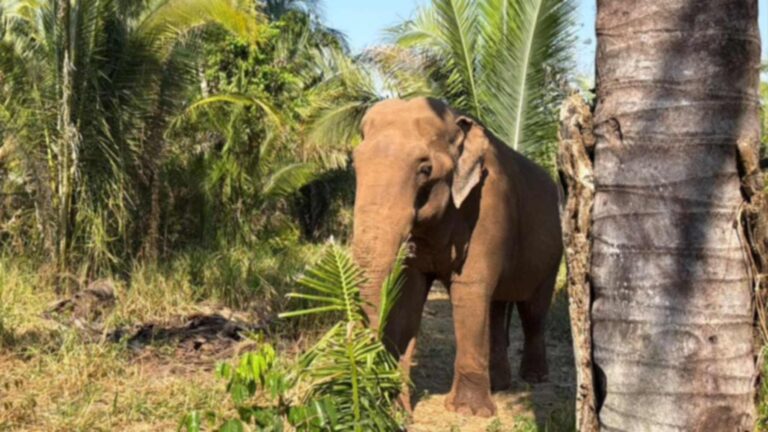sandro asian elephant palms mato grosso
