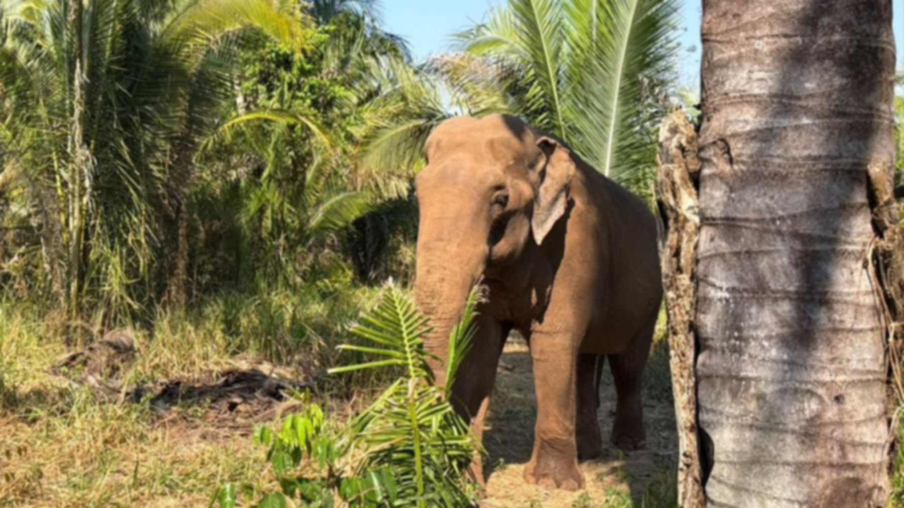 Asian elephant Sandro standing among palm trees and tall grass in the male habitat at Elephant Sanctuary Brazil