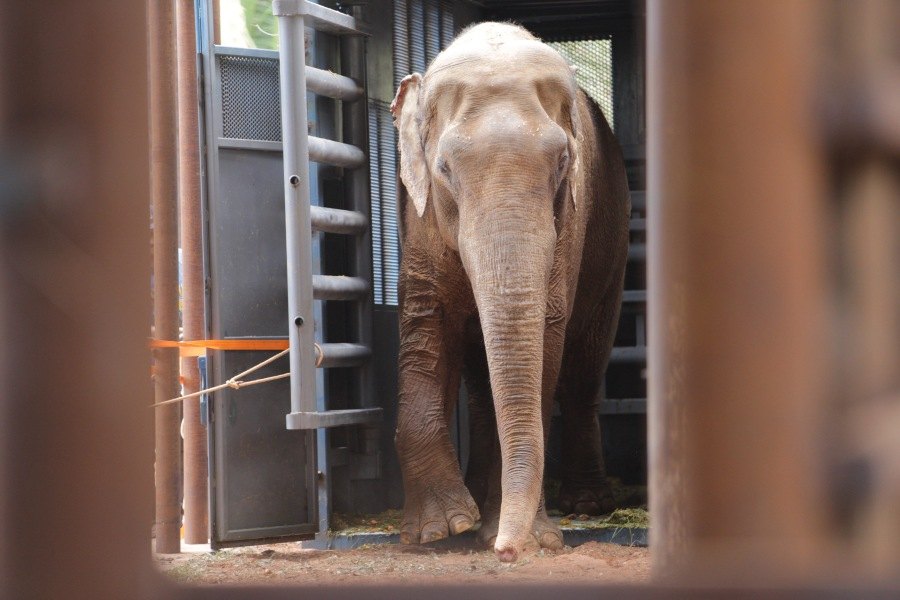 Sandro, an Asian elephant, standing in the open doorway of his transport crate