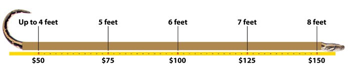 Chart showing python capture payments rising from $50 for snakes up to 4 feet to $150 for an 8-foot snake