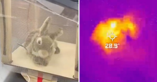 A stuffed toy rabbit in a test enclosure next to a thermal camera image showing its heat