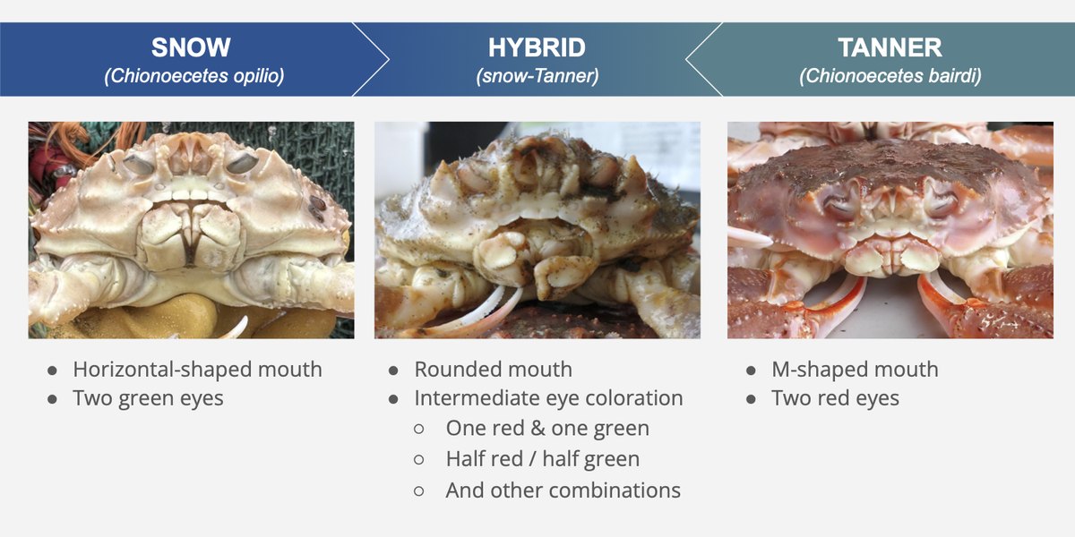 NOAA chart comparing a snow crab, a snow-Tanner hybrid crab and a Tanner crab by mouth shape and eye color