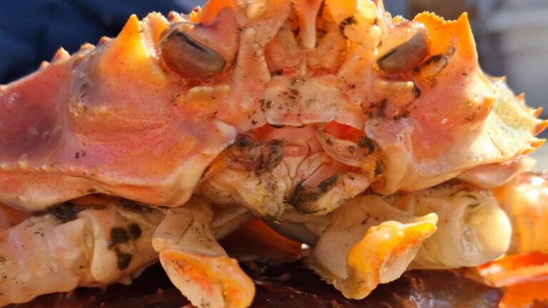 Close-up of one of the snow-Tanner hybrid crabs from the Bering Sea, showing its rounded mouth