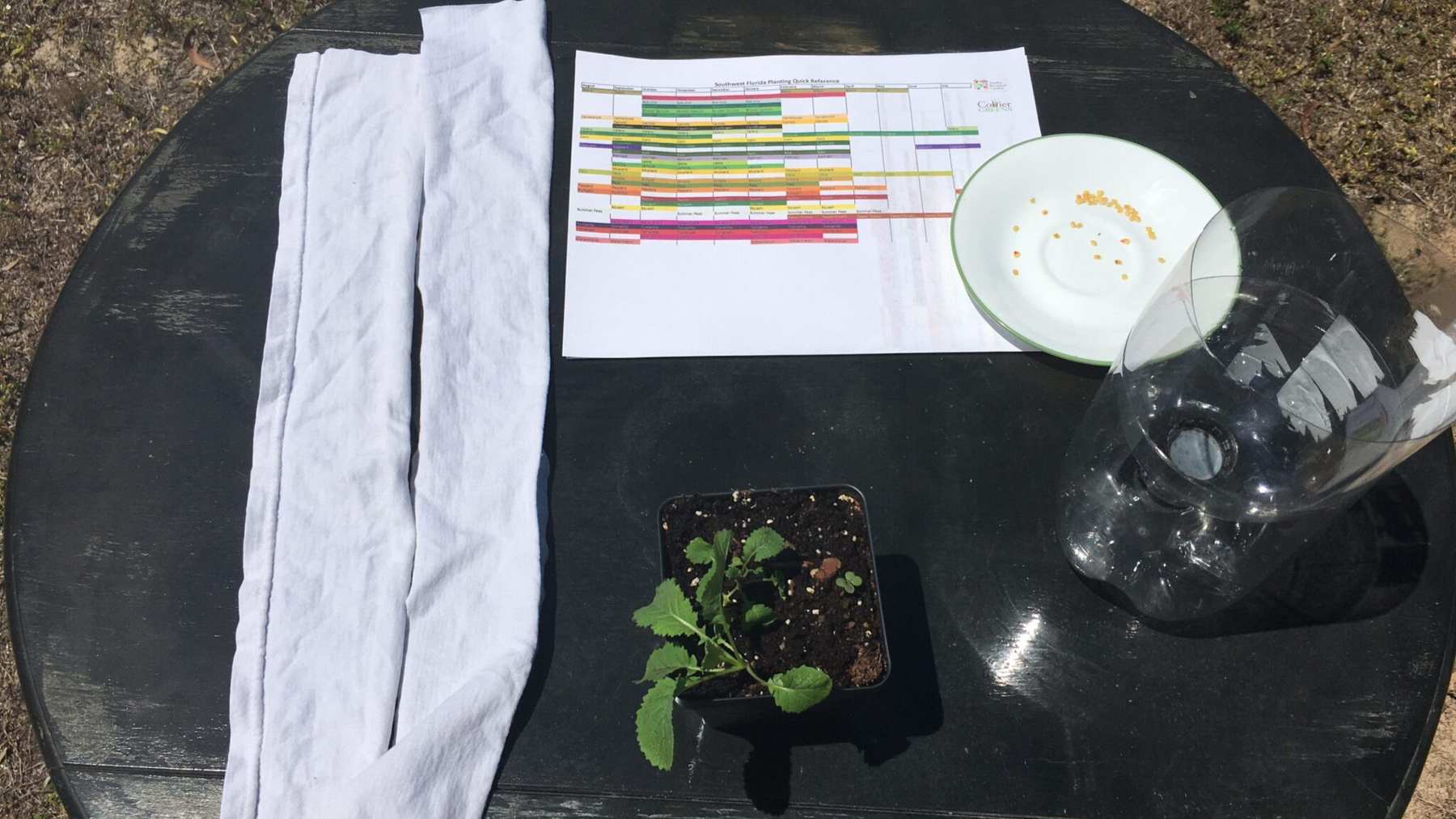 Supplies for a soda bottle self-watering planter: bottle, cotton wick, soil and a seedling