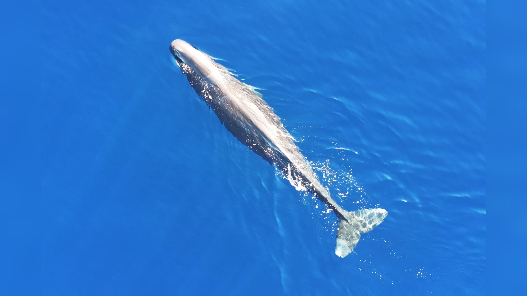 Aerial drone view of a single sperm whale swimming at the surface of deep blue water in the northern Gulf of America