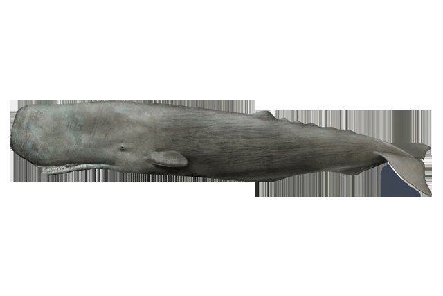 Side-view illustration of a sperm whale showing its massive square head and narrow toothed lower jaw
