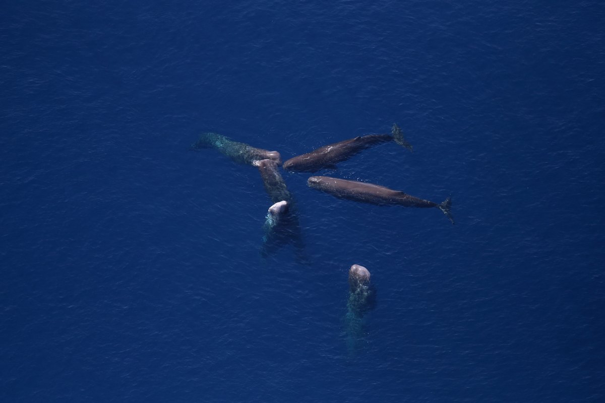 Aerial view of a group of sperm whales resting together at the ocean surface between deep dives