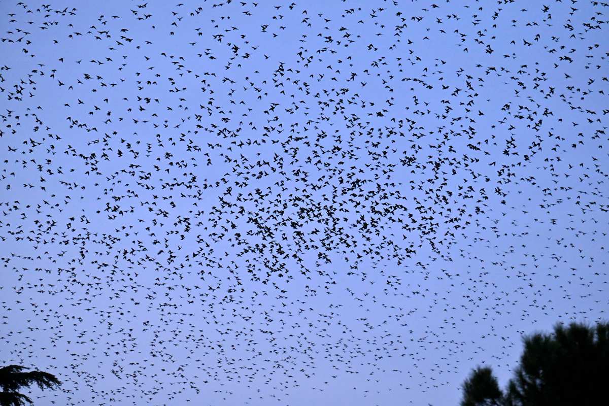 A dark flock of starlings spreads across a pale sky near Rome Termini station