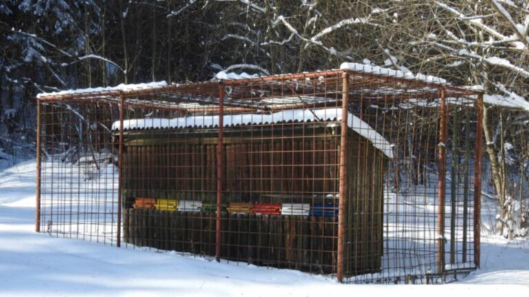 Colorful beehives inside a wooden shelter enclosed by a metal mesh cage in the snow, one alternative to beehives behind electric fences in Slovakia