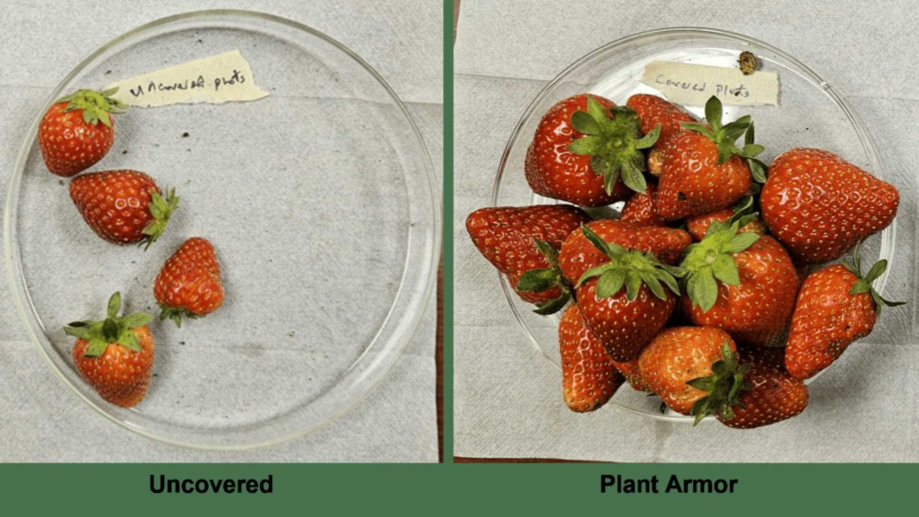 Two dishes of strawberries, a few from uncovered plants and many more from plants under Plant Armor fabric