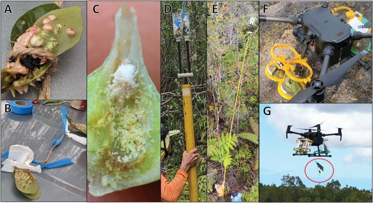 Photo panels showing galled leaves, twine bolas, a pole release and a drone carrying a release device