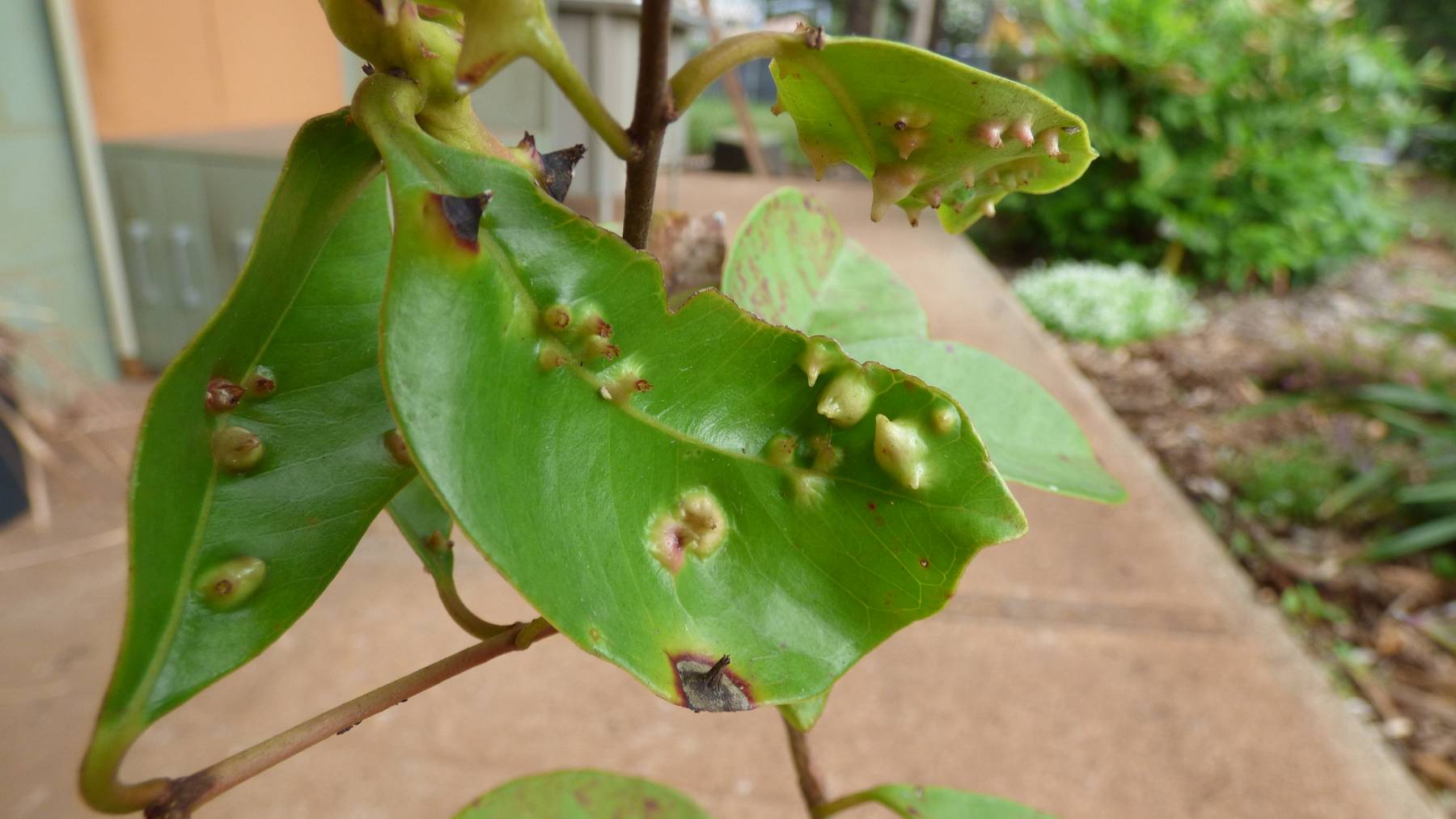 Strawberry guava leaves covered with small galls made by the biocontrol insect Tectococcus ovatus