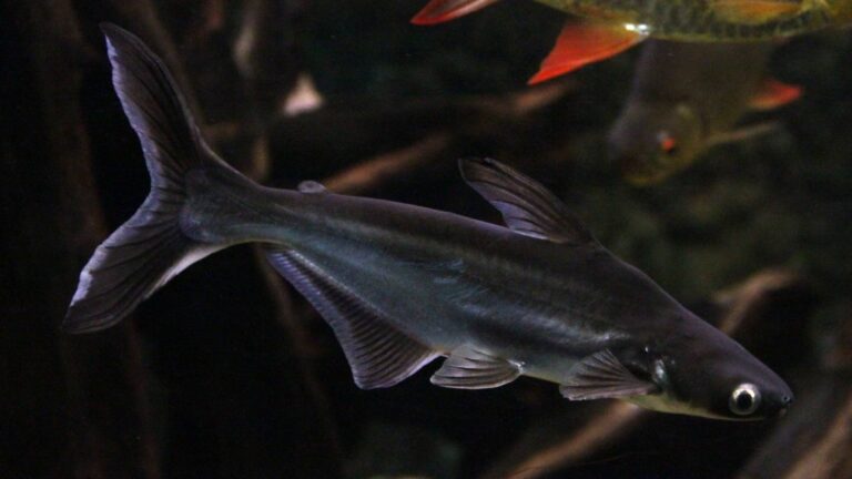 Striped catfish, sold in the aquarium trade as the iridescent shark, swimming in a dark tank with its tall dorsal fin and forked tail visible