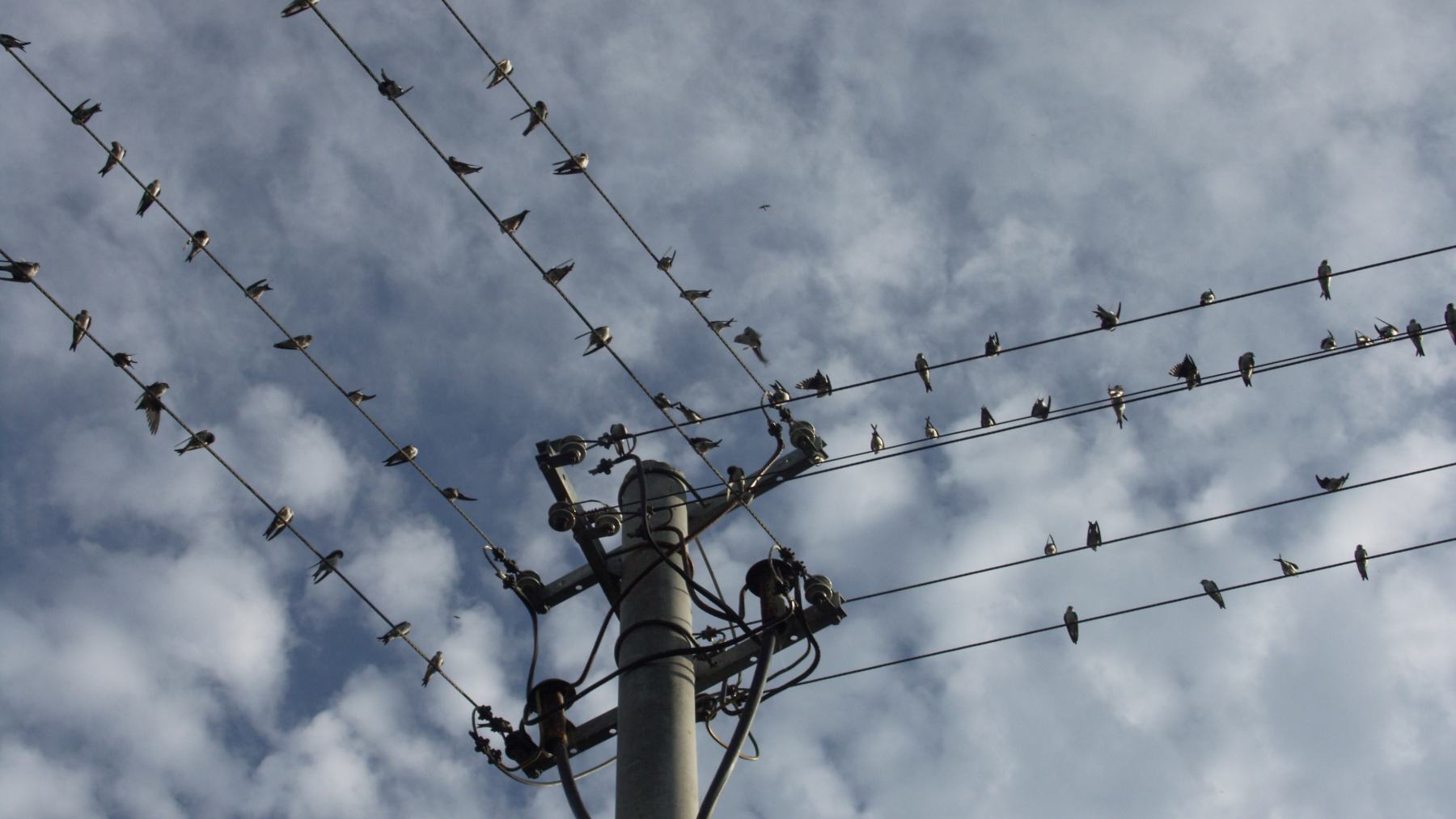 Swallows perched in rows on power lines before their autumn migration