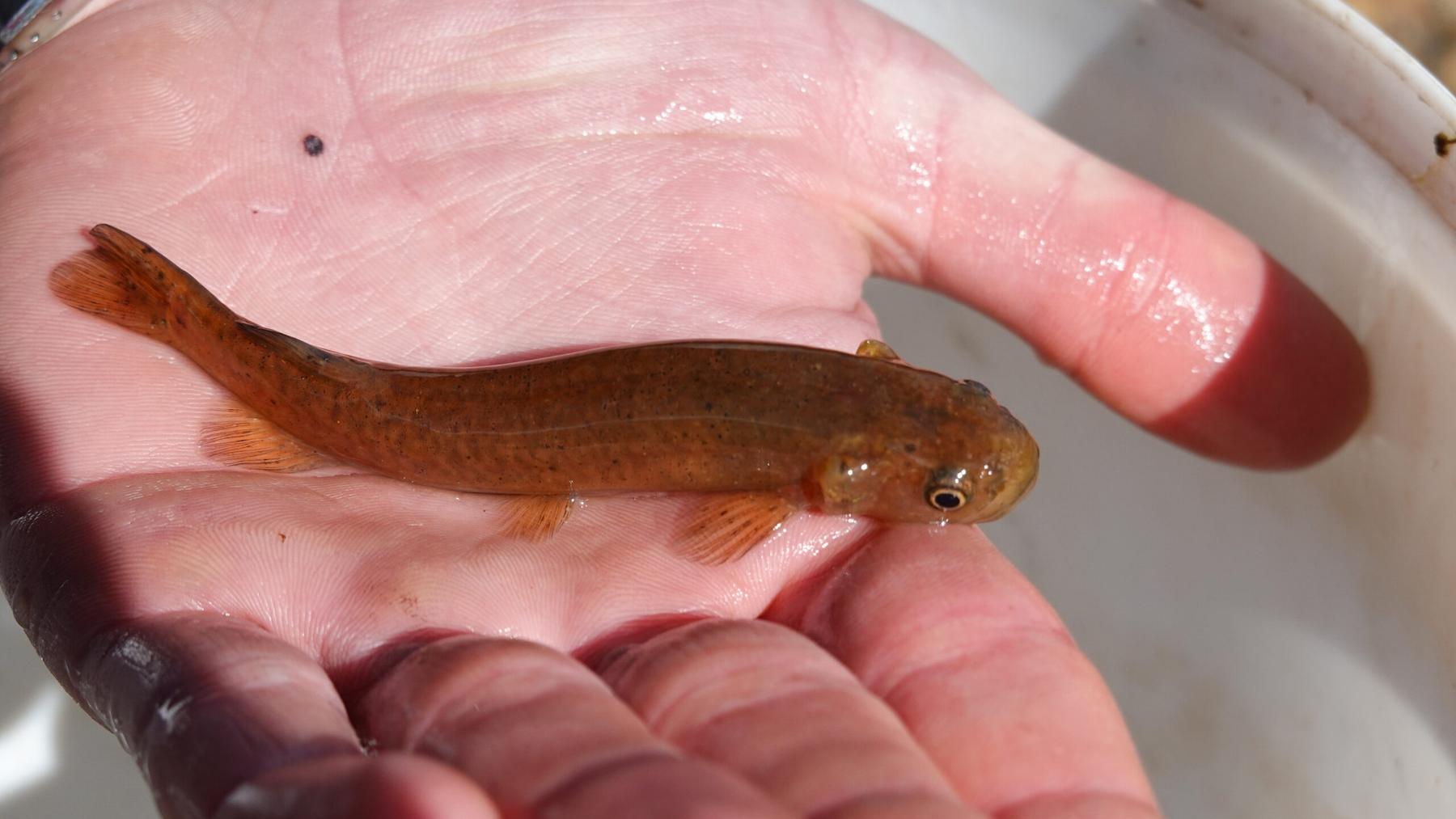 A Swan galaxias, a small native Tasmanian fish, held in a hand