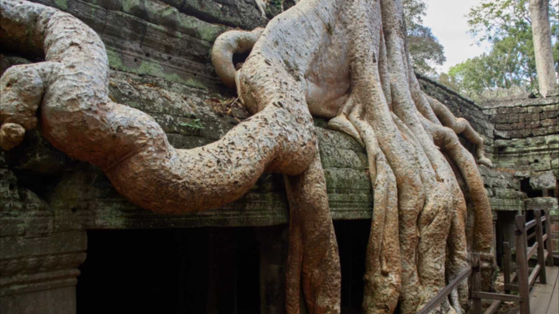 Strangler fig roots growing over the stone galleries of Ta Prohm temple in Cambodia