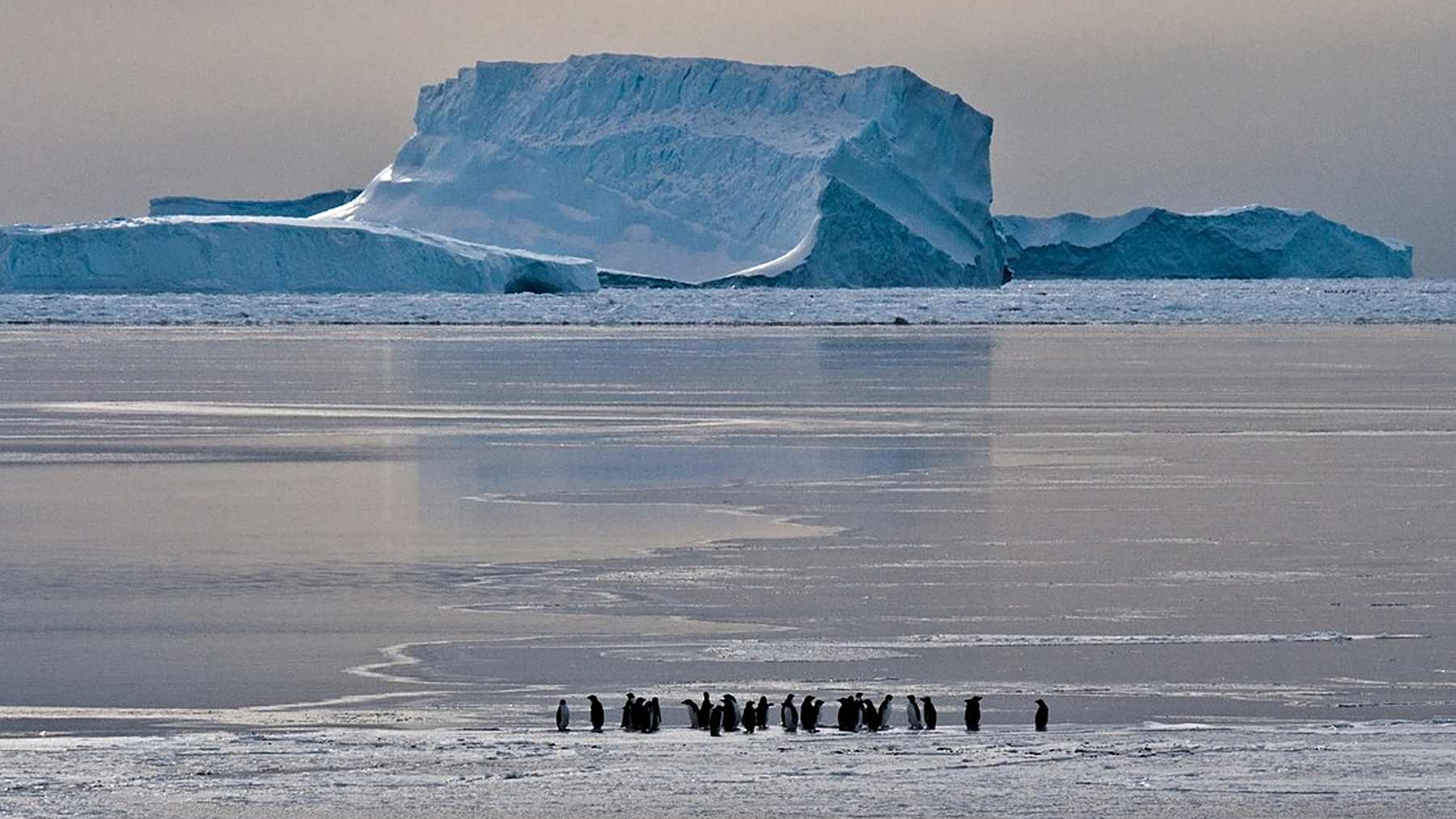 Large icebergs behind a group of penguins standing on flat sea ice along the Antarctic coast