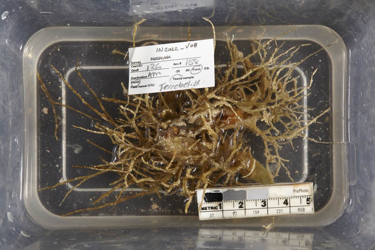 A tray holding a mass of branching brown Terebellosuctoria jimii tubes collected from a seamount near the Cocos (Keeling) Islands, with a specimen label and metric scale
