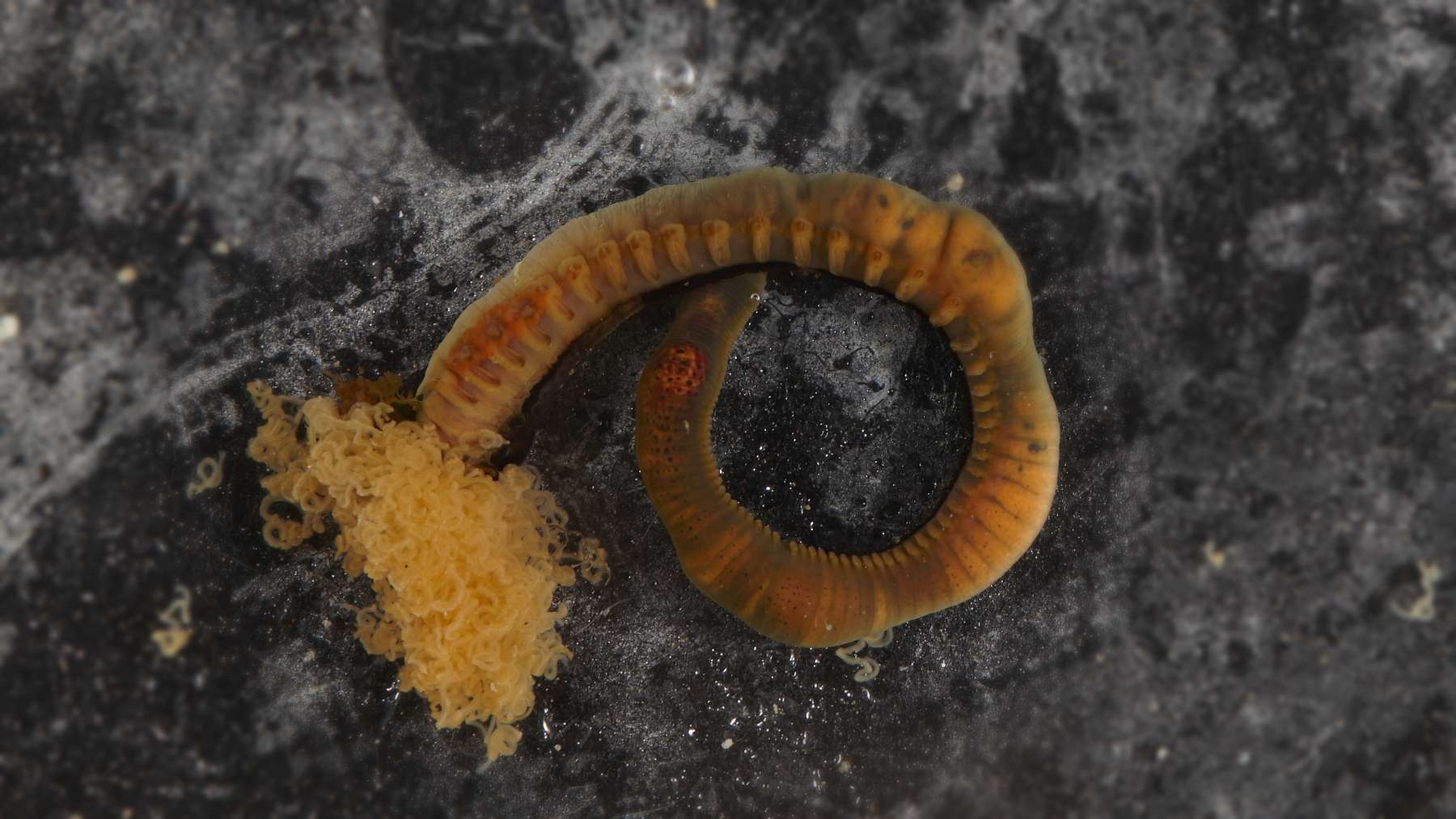 Deep-sea spaghetti worms: an orange Terebellosuctoria jimii worm outside its tube, with its pale feeding tentacles, collected near the Cocos (Keeling) Islands