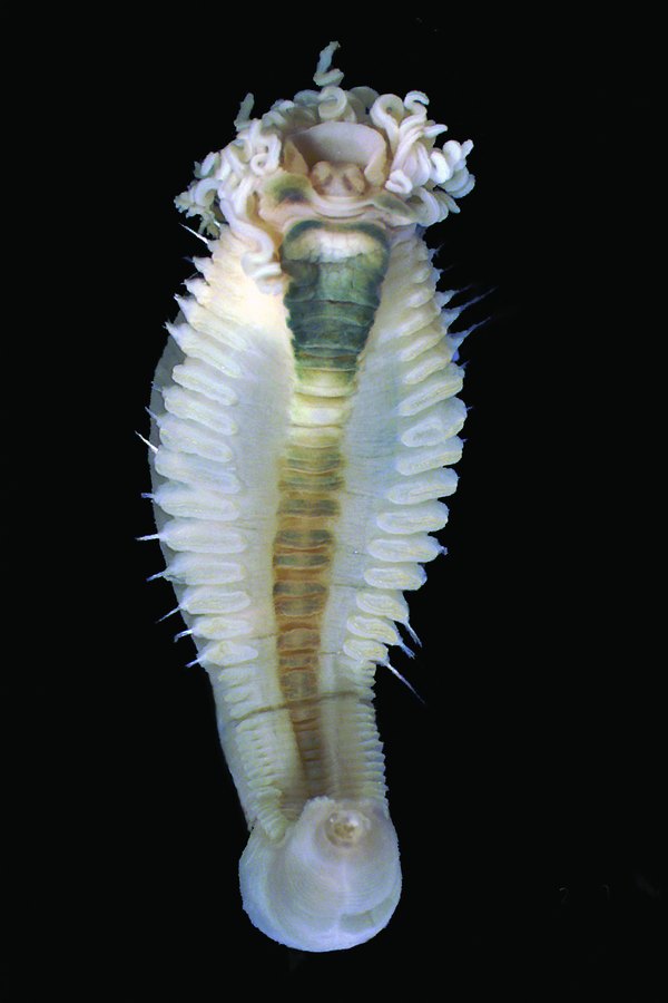 Underside of the deep-sea spaghetti worm Terebellosuctoria jimii, with coiled feeding tentacles at the head and the pigmented ventral pads that form its sucker