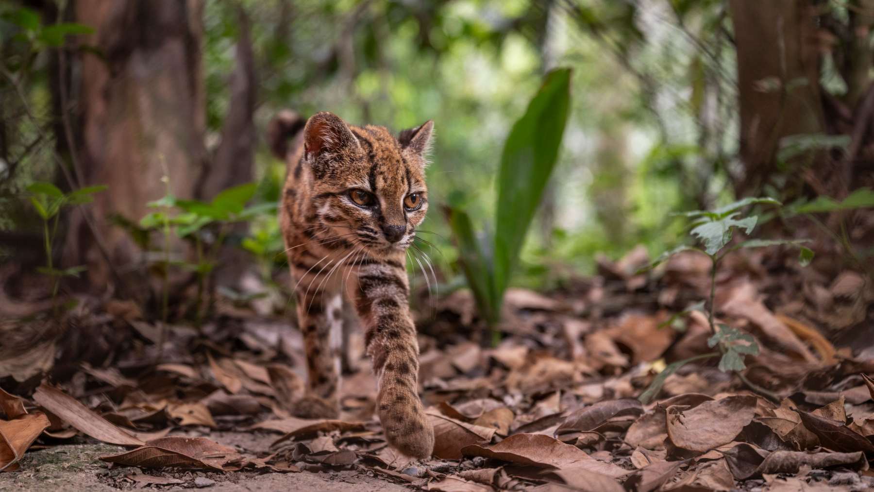 A small spotted wild cat with large dark markings standing on leaf litter in a forest setting